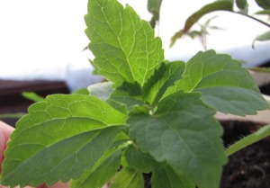 Plant de Stevia